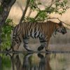 kanha jungle 3